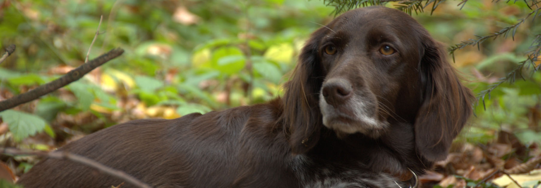 RevierJagd Luzern Jagdhund