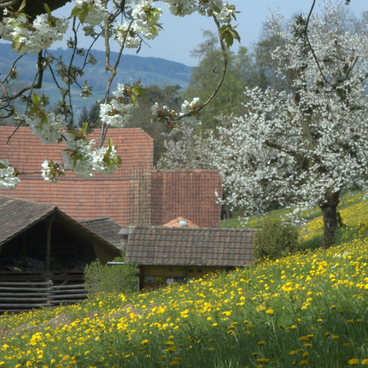 RJL, Sektion Hinterland, Wechsel im Präsidium