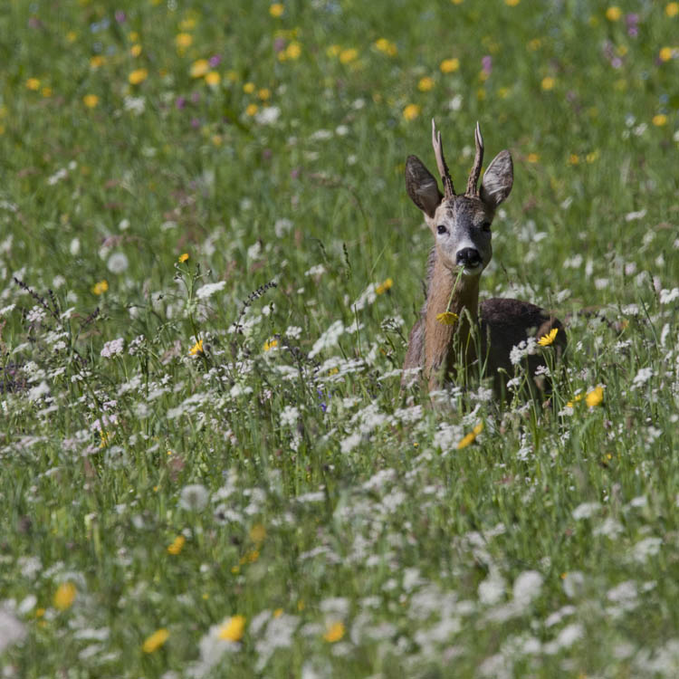 Obmänner- & Jagdleiterversammlung 2024