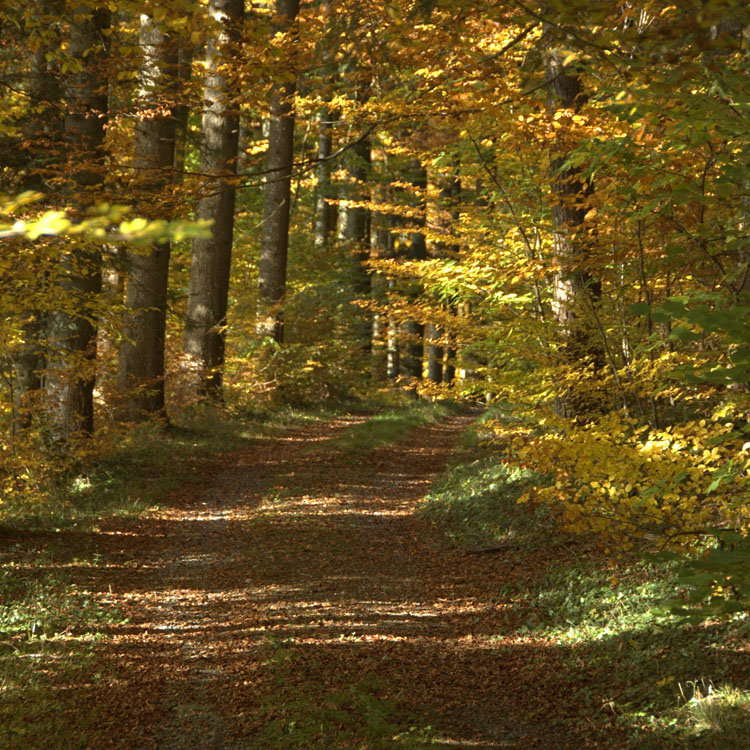 Der goldene Herbst - Jagdzeit