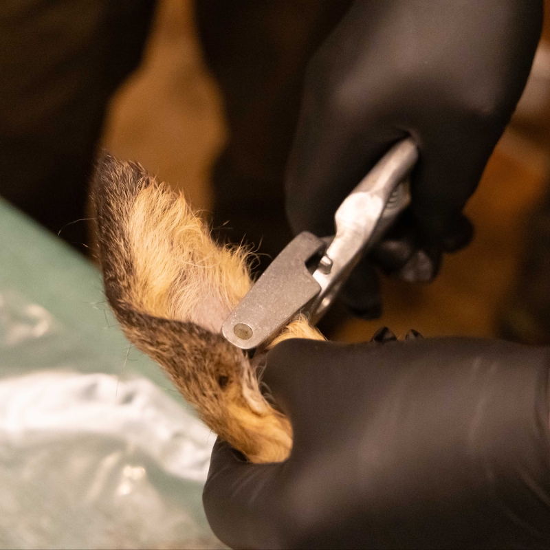 Tierschonende Rehkitzmarkierung
