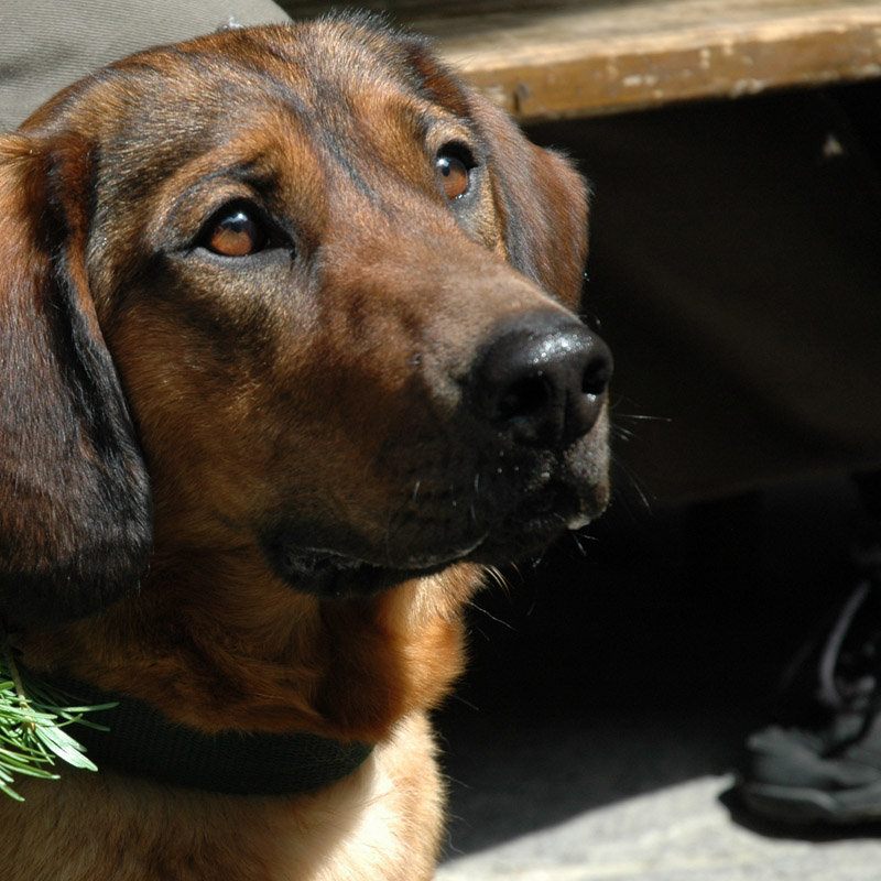 Entlebucher Schweisshundetag