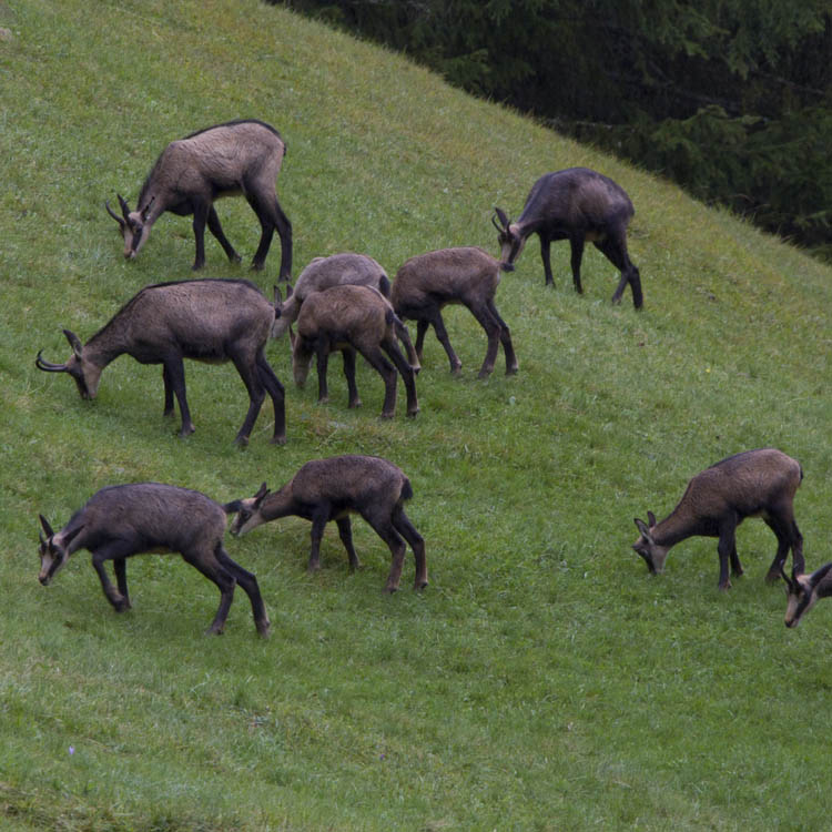 Der Ursprungsschein und die Marke