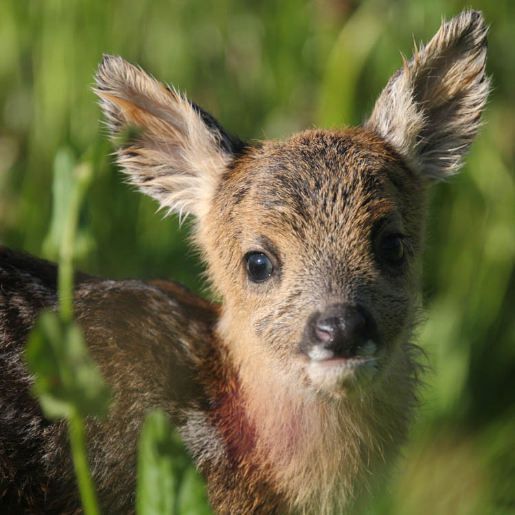 Im Einsatz für das Tierwohl