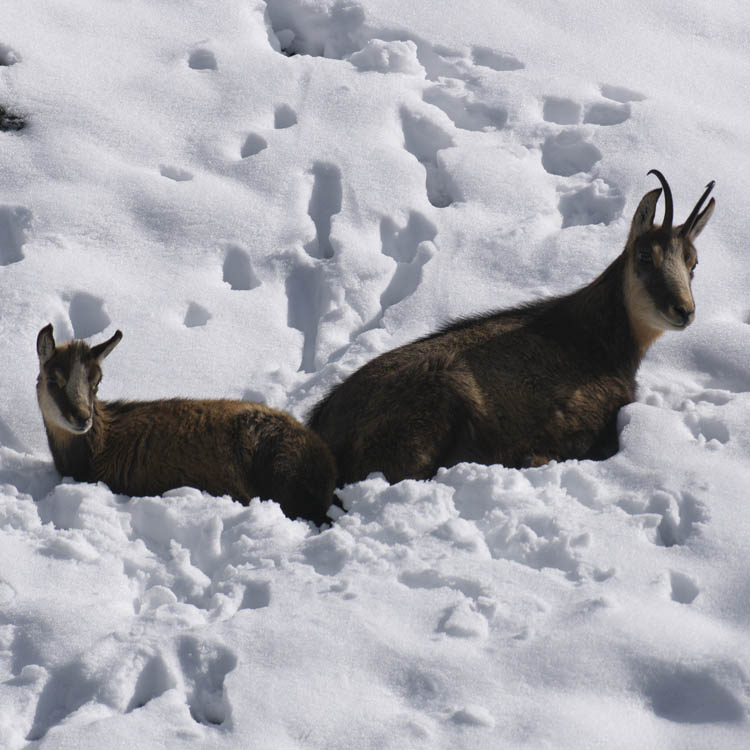 Sektionsversammlung 2026, Sektion Pilatus