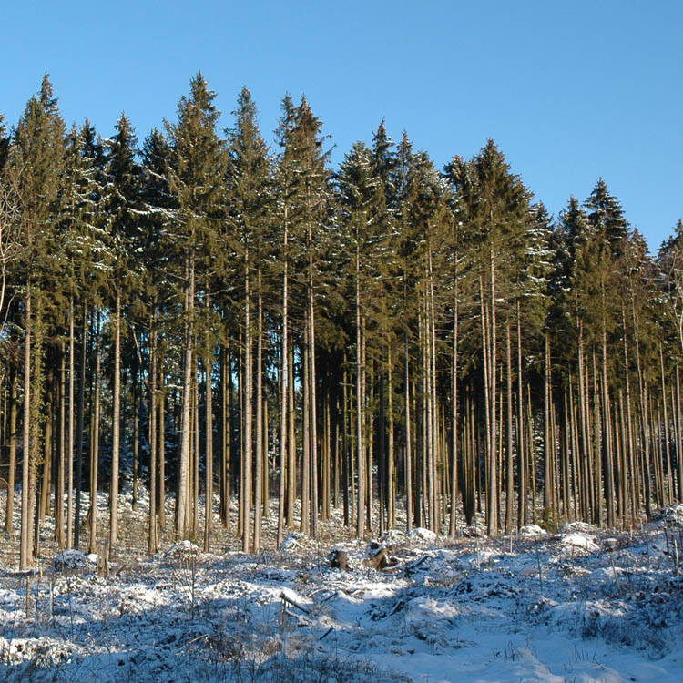 Podiumsdiskussion "Was wollen wir im Wald?"