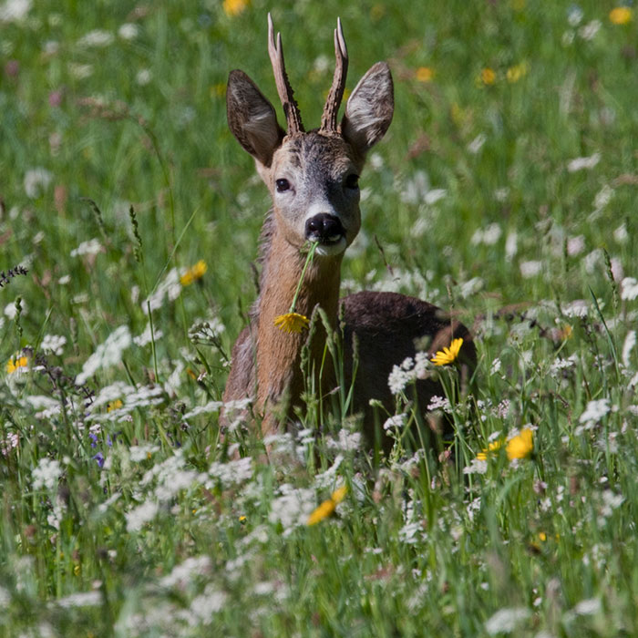 Revier Jagd Luzern - Nachhaltige Jagd im Kanton Luzern